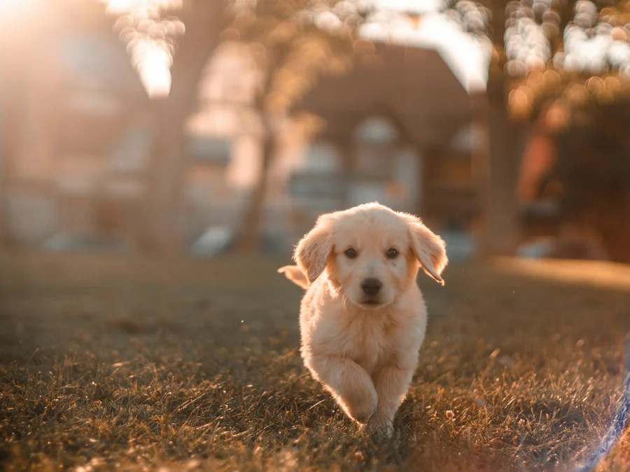 Ihr Urlaub mit Hund am Schluchsee – Parkhotel Flora Schluchsee Ihr Urlaub mit Hund am Schluchsee – Parkhotel Flora Schluchsee