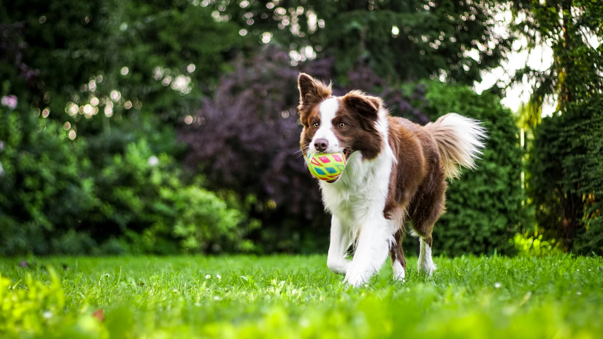 Ihr Urlaub mit Hund am Schluchsee – Parkhotel Flora Schluchsee Ihr Urlaub mit Hund am Schluchsee – Parkhotel Flora Schluchsee