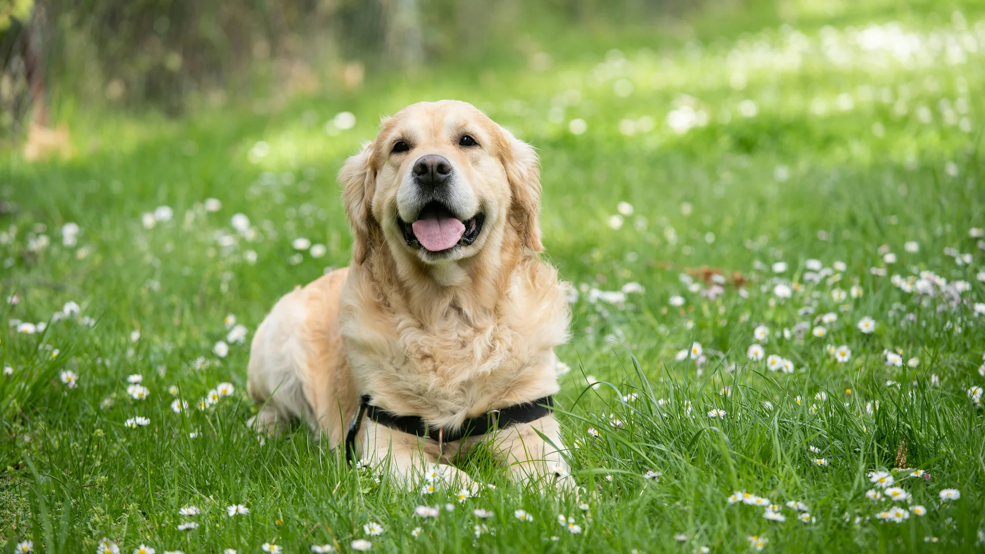 Ihr Urlaub mit Hund am Schluchsee – Parkhotel Flora Schluchsee Ihr Urlaub mit Hund am Schluchsee – Parkhotel Flora Schluchsee