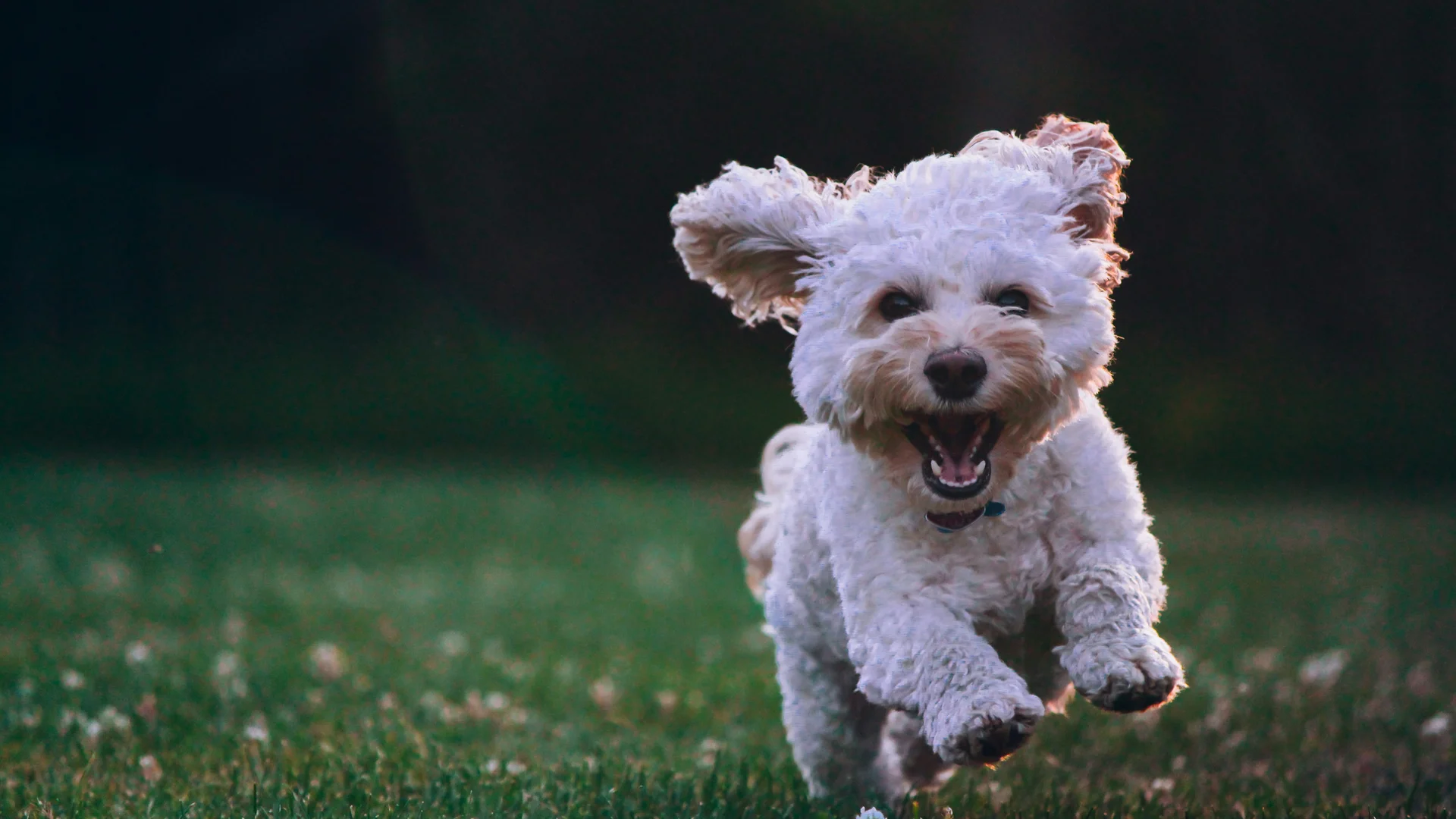 Ihr Urlaub mit Hund am Schluchsee – Parkhotel Flora Schluchsee Ihr Urlaub mit Hund am Schluchsee – Parkhotel Flora Schluchsee